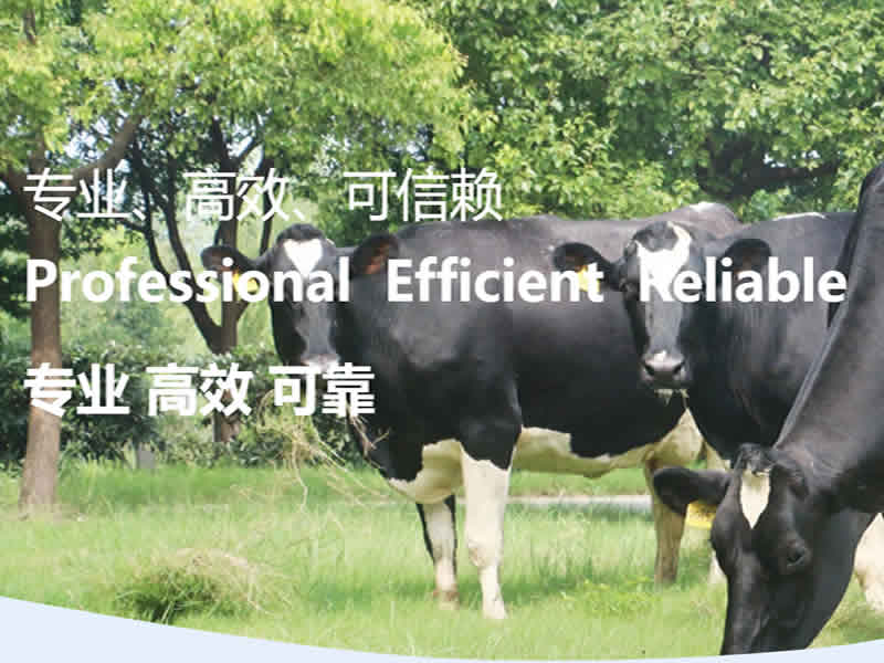 上海光明荷斯坦牧业有限公司